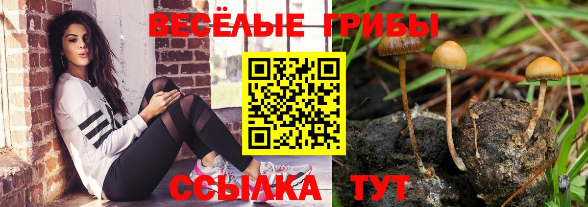 Псилоцибиновые грибы Psilocybe Клинцы